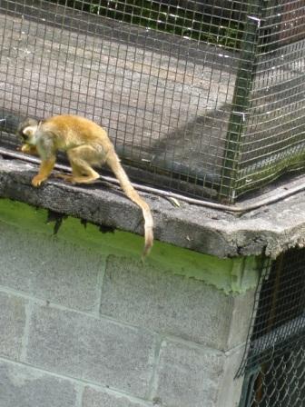 zoo monkey hilo